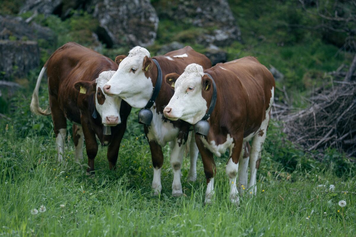 Alimento Balanceado Bovino Engorde